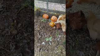 🐓🎃 Pumpkin Perfection: Happy Chickens Rejoice with Jack-o'-Lantern  🌟🍂 #chicken #nature #shorts