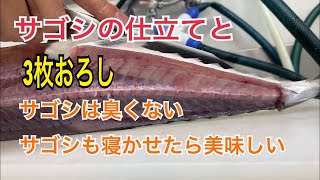 サゴシの仕立てと3枚おろし編 vol.276