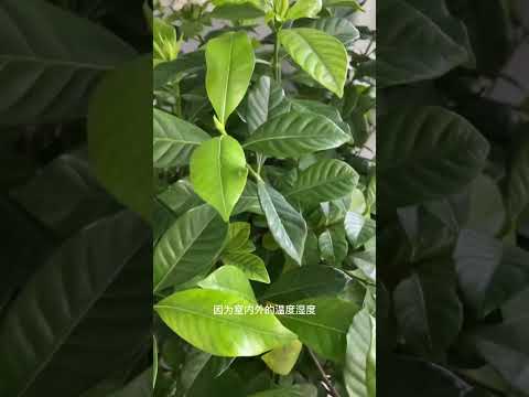 栀子花叶片为什么落了/新环境的适应