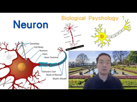 (Eng) Biological Psychology 01: The neuron #neuron #axon #neurotransmitters