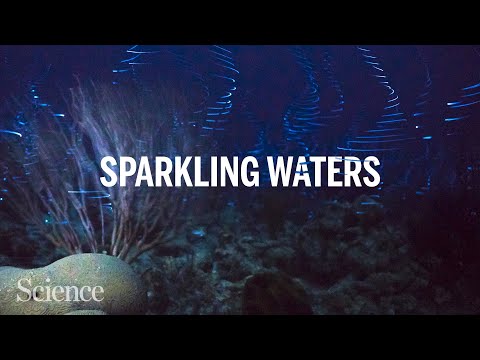 Spectacular crustacean light shows reveal biodiversity on Caribbean reefs