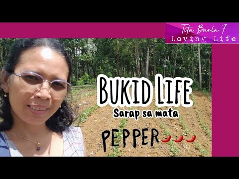 212 Bukid Life #titabarla #minivlog #farmlife #peppers #titabarla