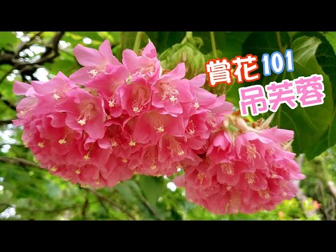 【賞花101】吊芙蓉 【Appreciation of Flowers 101】Scarlet Dombeya