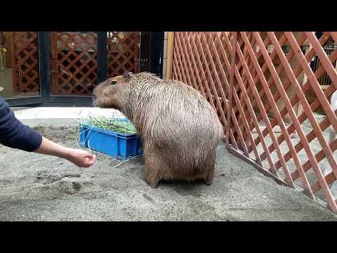 動いて、食べてマロンくん(TCA東京ECO動物海洋専門学校)