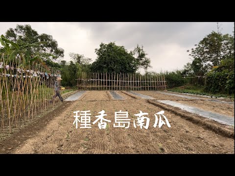 種香島南瓜：《苗盆與地植育苗優缺點》及《移苗四項凖則》奶油南瓜《間距由四部分組成》