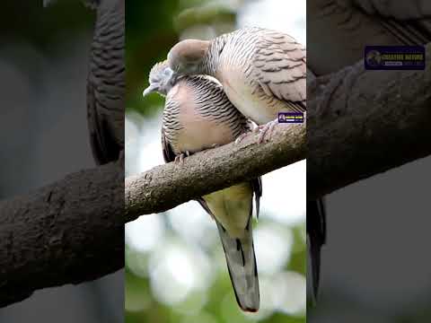 Indian Jungle Bird's Voices | Creative Nature