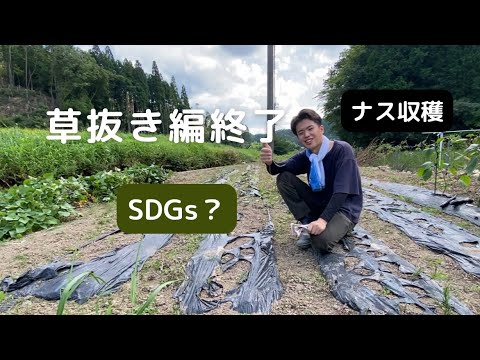 【草抜き編】草抜き終了〜ナスを収穫しました！