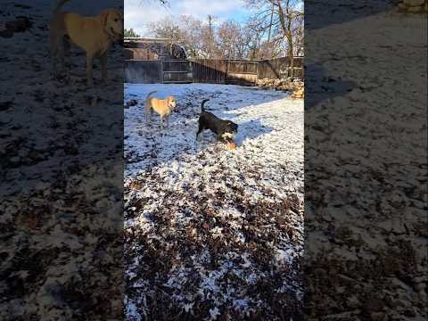 But she's having fun 🐶 fetch with Rocky Lab