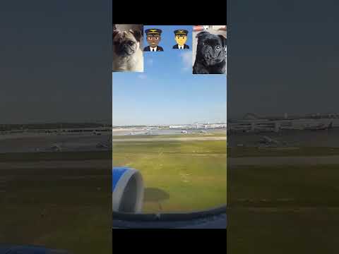 funny pug pilots, pugs on a plane, genuine flight footage, plane landing funny jokes #funny #flight