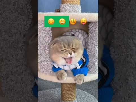 play this sound and see how your cats reacts! 😁👏♥️ #shorts #cute #cat♥️