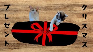 猫達のクリスマスプレゼント