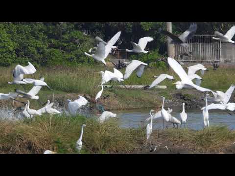 東港鎮的黑面琵鷺Platalea minor  （2024 12 10）