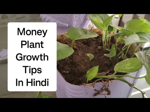 Money plant growth hacks | मनीप्लांट की ग्रोथ कैसे बढ़ाएं | money plant fast growth tips