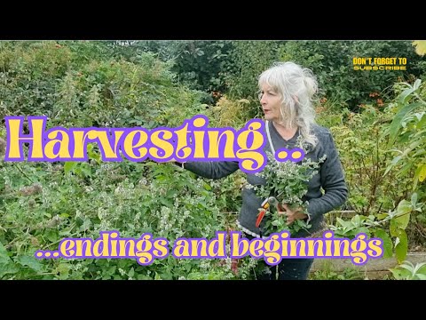 Harvesting..Endings and Beginnings