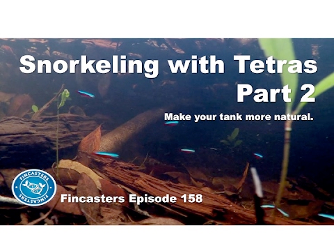 Snorkeling with Tetras part 2 Fincasters Episode 158