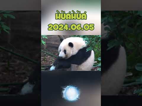 HUAHUA's new toy #panda #animals #funny #fubao #pets #cute #automobile #zoo #memes #toys