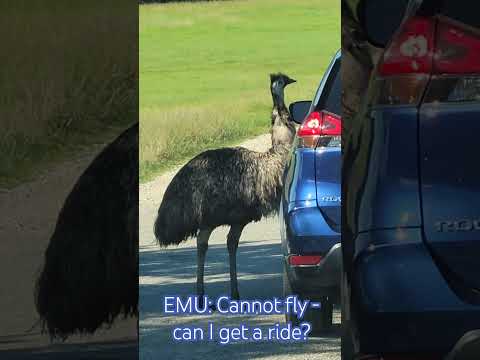 EMU: Cannot fly -  can I get a ride?