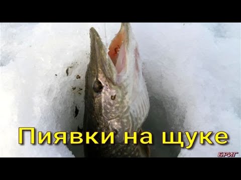 Пиявки на щуке.