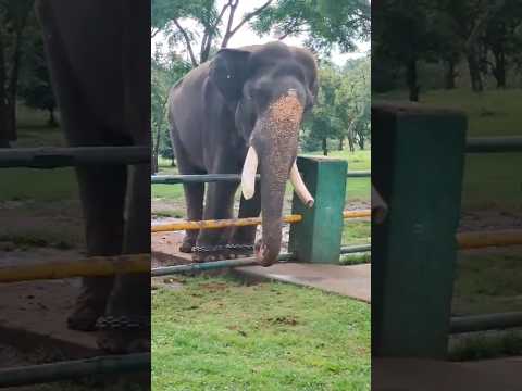 ஊட்டியில் யானை #shortsfeed #yanai#elephant #ooty#ootyyanai#ganapatibappamorya #ganapathy #vinayagar