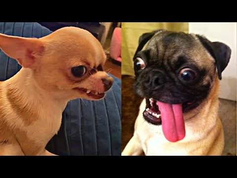 Funny angry dogs out of control 😂 videos graciosos de animales Gatos graciosos y perros graciosos 3