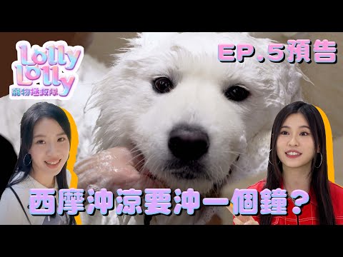 【Lolly Lolly寵物拯救隊】｜西摩沖涼要沖一個鐘？｜EP5 預告｜ Lolly Talk｜ 寵物節目 ｜ HOY TV