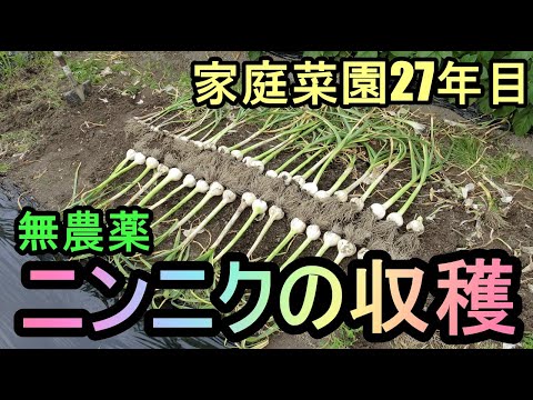 【ニンニクの収穫 2020】家庭菜園27年目  無農薬野菜で半自給自足