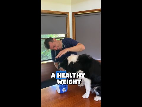 Your pet could be overweight - Dr Evan! 🐶