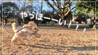 初散歩が嬉しそうすぎたトイプードルの子犬