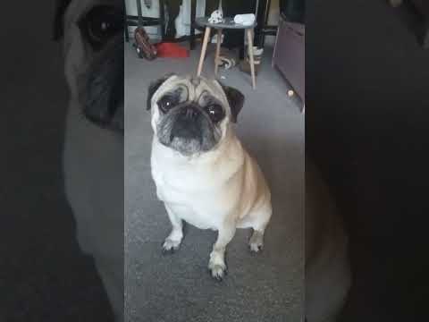 funny dog audio edit cute pugs pet love