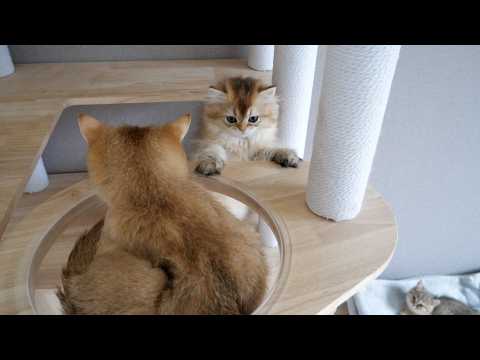 Mimi, a friendly cat who gives up her favorite spot to a kitten Latte.