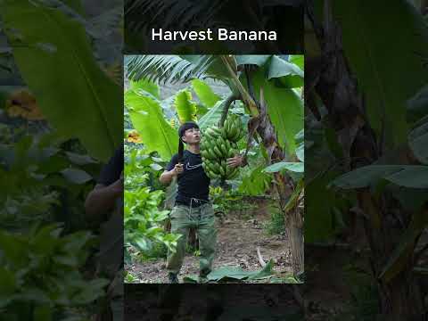 Harvest Big Bunch Of Bananas