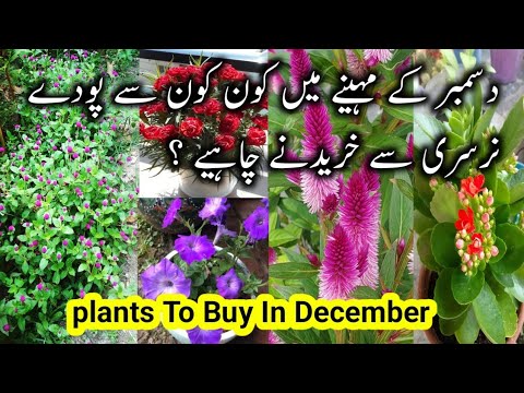 Permanent Flowering Plants To Buy In December From Nursery/Winter Flowering plants/Winter Garden