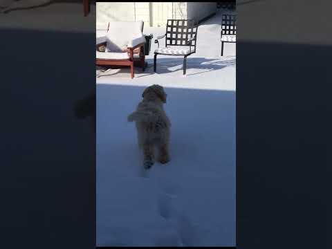 Brrr! Puppy Needs a Jacket!ブルブル震える子犬の姿が愛らしい#shorts#Goldendoodle#Puppy