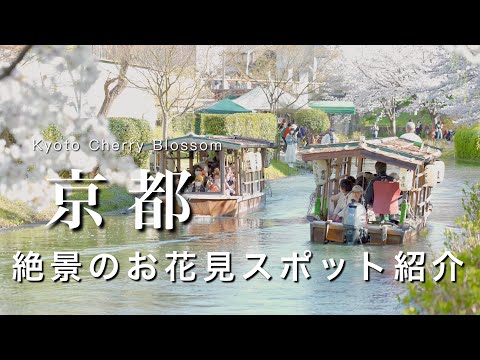 Kyoto] Spring Sightseeing in Kyoto! I visited popular cherry blossom spots!