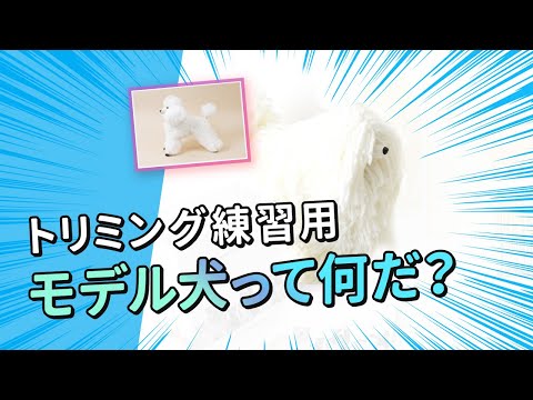 【教材紹介】トリミングの練習に！モデル犬紹介動画