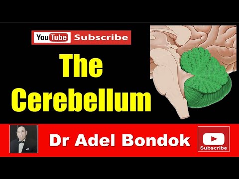 The Cerebellum, Dr Adel Bondok