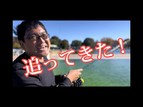 【釣りあるある】（魚が）「追ってきた」ってめっちゃ言うやつ。