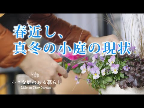 ガーデニング ｜春近し、真冬の小庭の現状｜ウンナンサクラソウの植え付け 〜小さな庭のある暮らし 108〜Gardening ｜ Life in a tiny garden