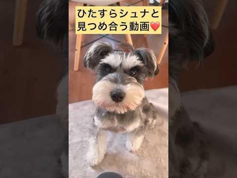 ミニチュアシュナウザーとひたすら見つめ合う癒される動画 #shorts #schnauzer #miniatureschnauzer #シュナウザー #かわいい犬 #いぬのきもち #犬のいる暮らし