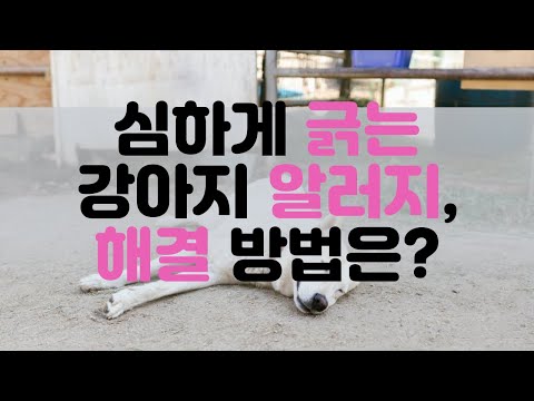 강아지 음식 알러지는 왜 발생하고 어떻게 대처해야 할까요?