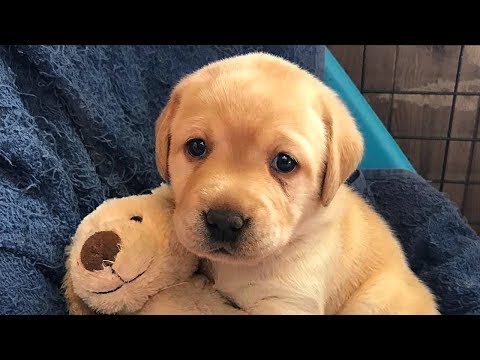 Labrador Retriever Puppies Compilation