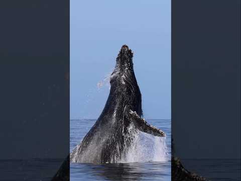 Amazing breach from a Humpback Whale in San Diego! #wildlife #whale #ocean