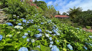 沖縄散歩【よへな紫陽花園】2024   #あじさい #おきなわ #japan