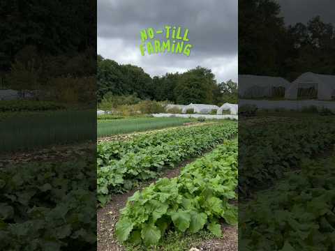 No-Till Farming in September and Pest Control, Gaining ground farm