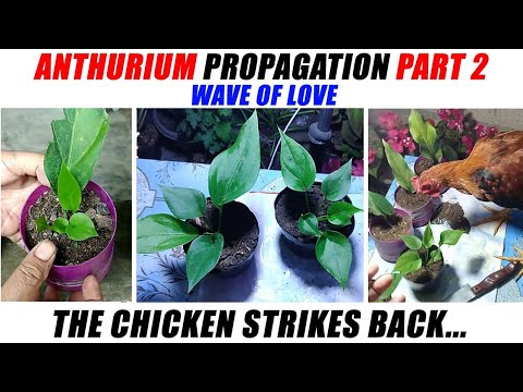 How to Propagate and Repot Anthurium  (Wave of Love)  PART 2 by Anak Bukid