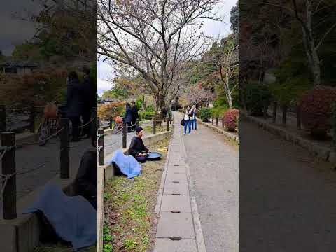 Street performance in philosophy way, Kyoto.京都哲學之道上的街頭表演。#vlog #japan #vlog #旅行 #art #京都観光