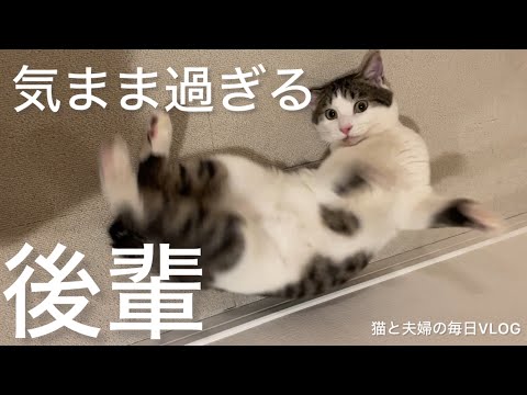 猫と夫婦の毎日VLOG#453 自由すぎる後輩猫