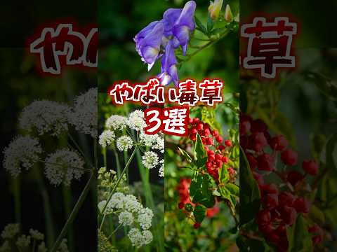 【危険植物】身近に潜んでいるかも？気をつけたい「日本三大毒草」