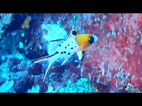 [ヒオドシベラ] 幼魚と成魚の違い。名前の由来は? Lyretail hogfish in amed bali