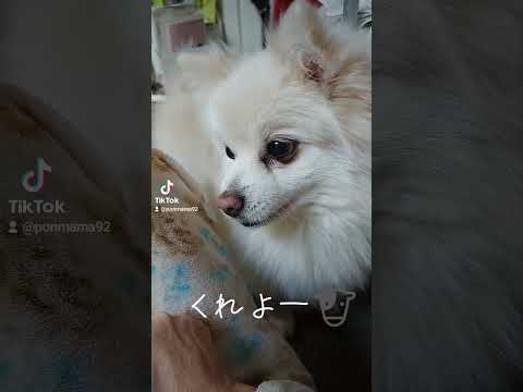 今朝のキラくん🐺　日曜日の朝です(笑)　 #ミックス犬 #ポメラニアン #保護犬#不安分離症#ミルク大好き#鼻が良い犬#耳も良い犬#こそっと交渉する犬#